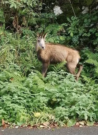 Parking Gratuit Navette Telecabines Week End * Cauterets